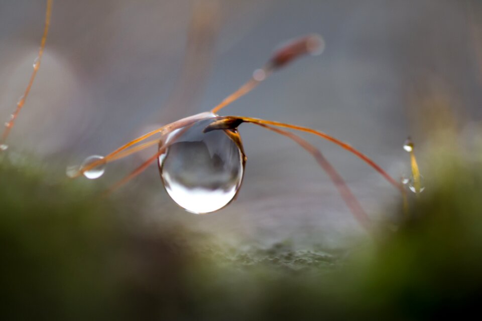 Wet macro close up