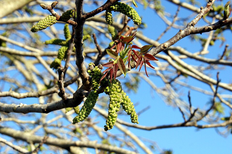 Nature leaves tree