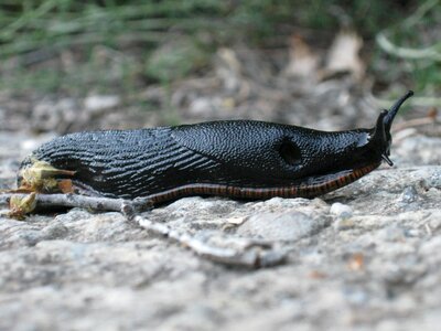 Black snail snail without a shell snail