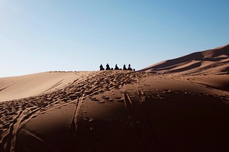 Animal arabian desert