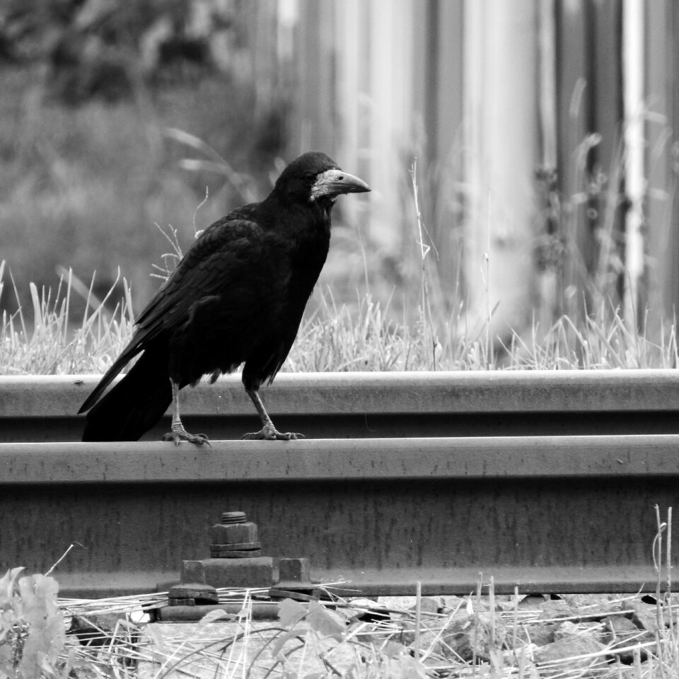 Bird on rails black bird black and white