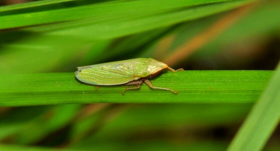 Small insect tiny insectoid photo