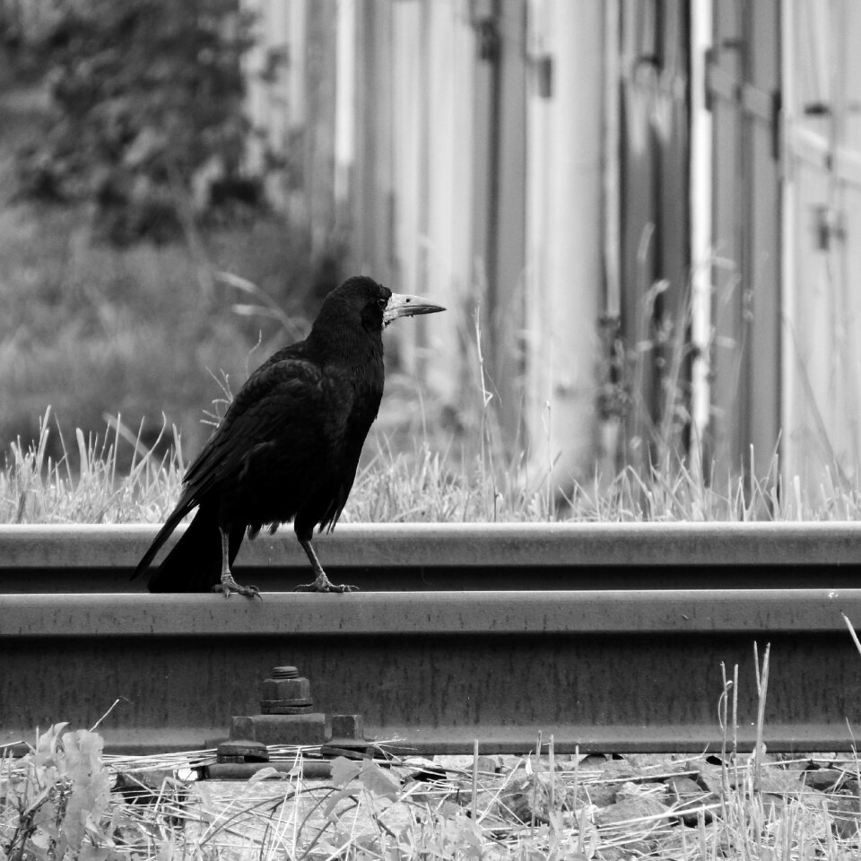 Bird on rails black bird black and white