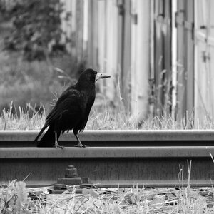 Bird on rails black bird black and white