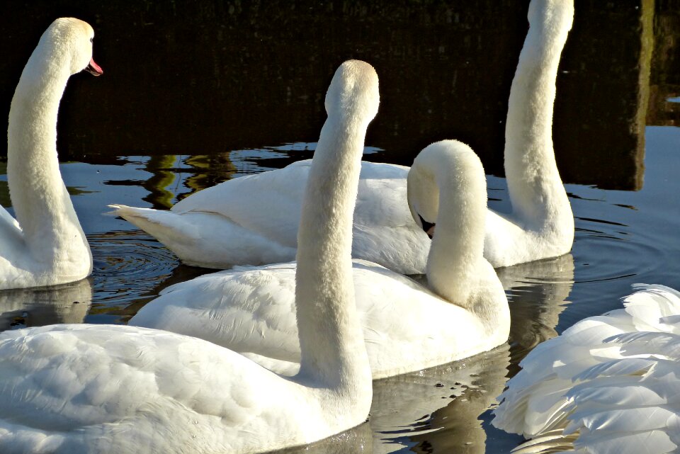 Waterfowl animals animal