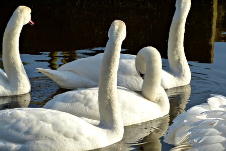 Waterfowl animals animal