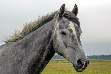 Coupling mane animal portraits