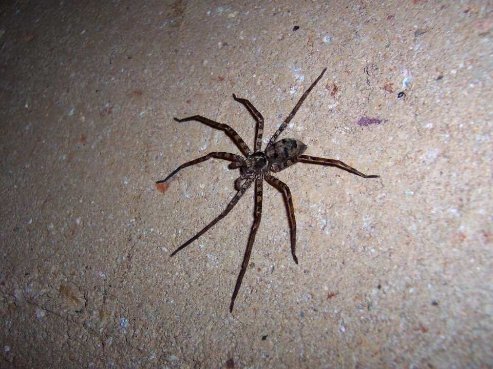 Spider huntsman animal
