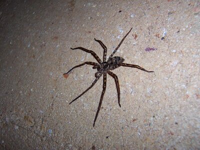 Spider huntsman animal