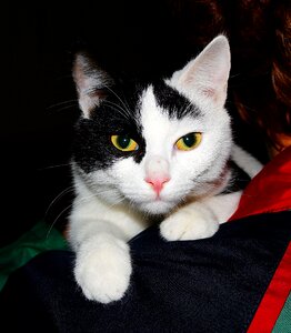 Kitten dear cat's eyes