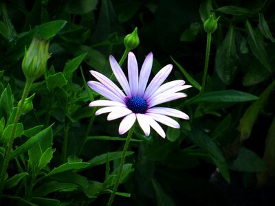Daisy petal nature