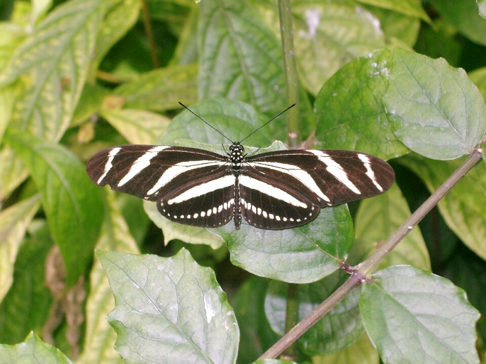 Insect garden wings
