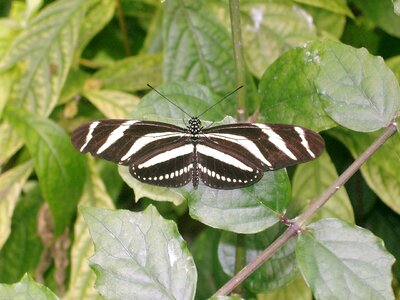 Insect garden wings