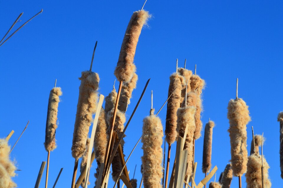 Nature prairie plant