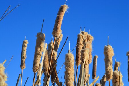 Nature prairie plant