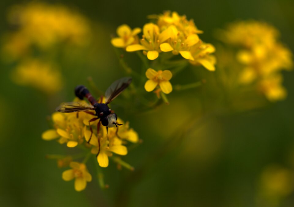 Petals nature wild