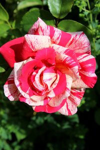 Rose bloom fragrant rose blossom photo