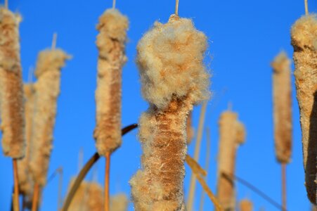 Nature prairie plant