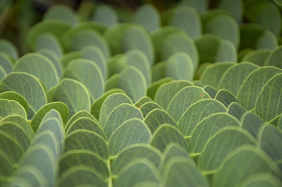 Garden green leaves
