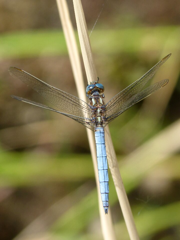 Leaf wetland orthetrum cancellatum