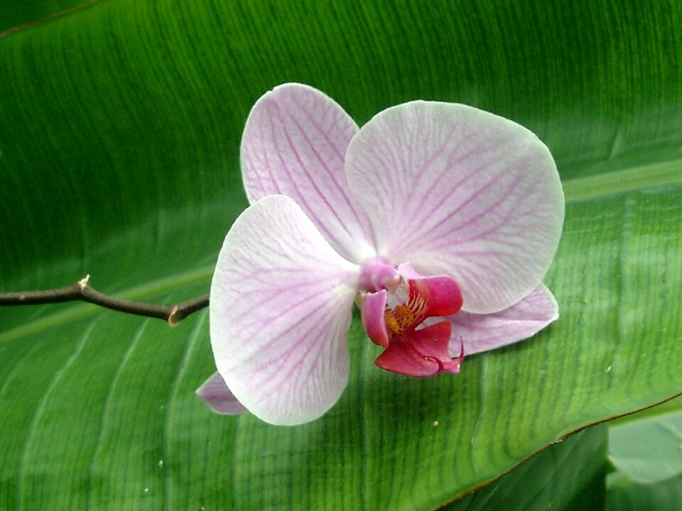 Flowers plants flower