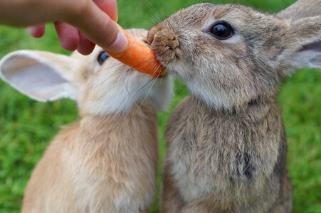 Cute bunny munchkins photo