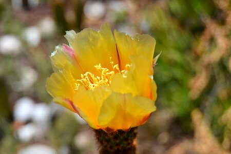 Cactus flowering cactus garden