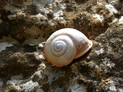 Shell spiral rock