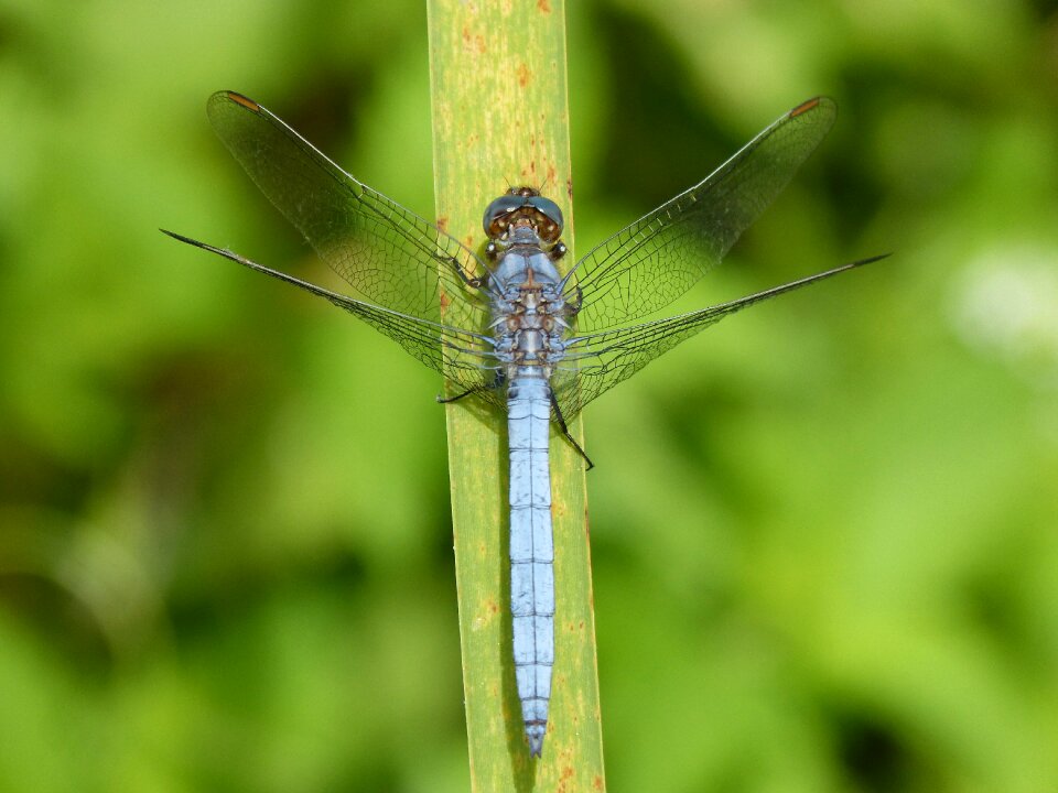 Leaf wetland orthetrum cancellatum