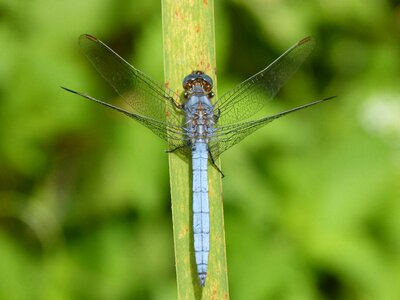 Leaf wetland orthetrum cancellatum photo