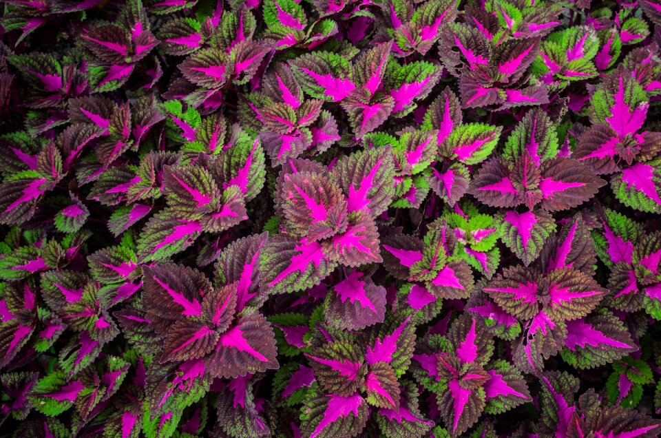 Wallpaper colorful summer