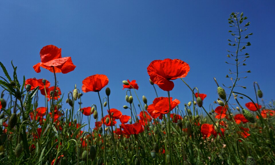 Nature flower blossom
