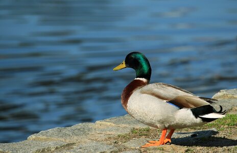 Water bird drake animal photo