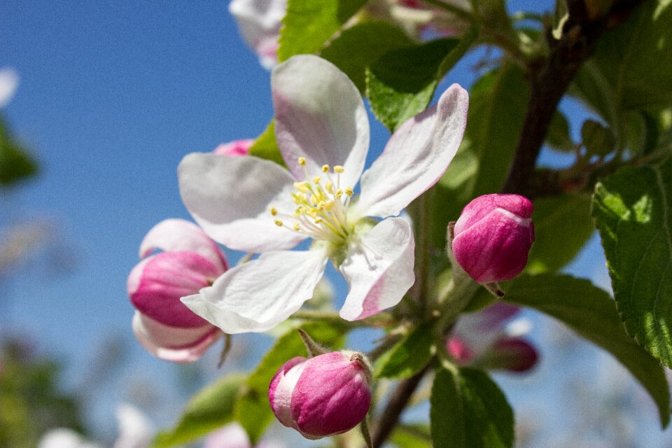 Apple tree spring nature