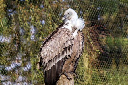 Bird zoo beak