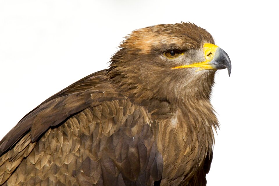 Bird zoo beak