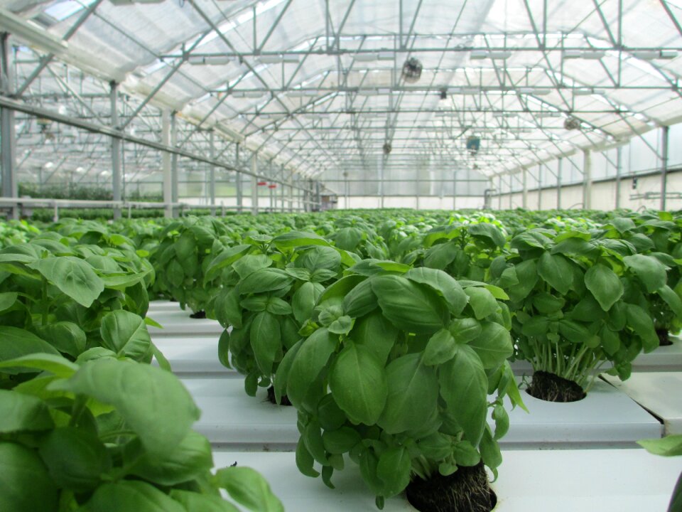 Food vegetable garden