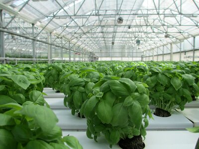 Food vegetable garden