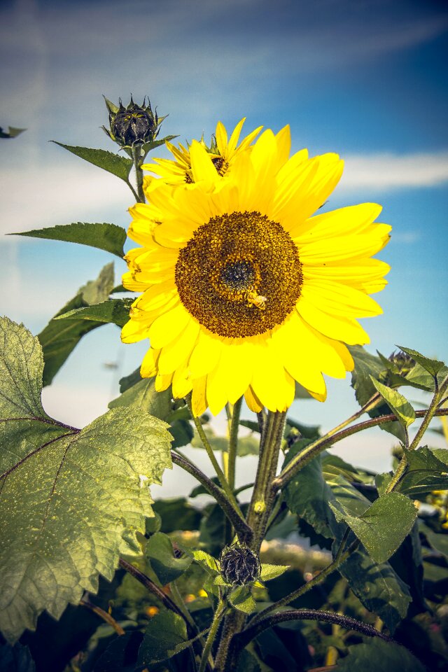 Close up yellow helianthus