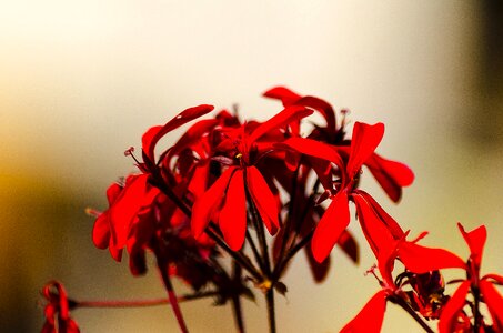 Flower flora nerivill1