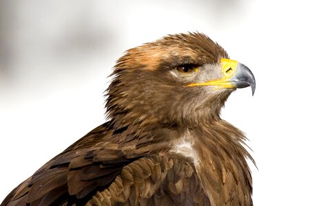 Bird zoo beak