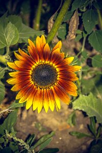 Close up yellow helianthus photo