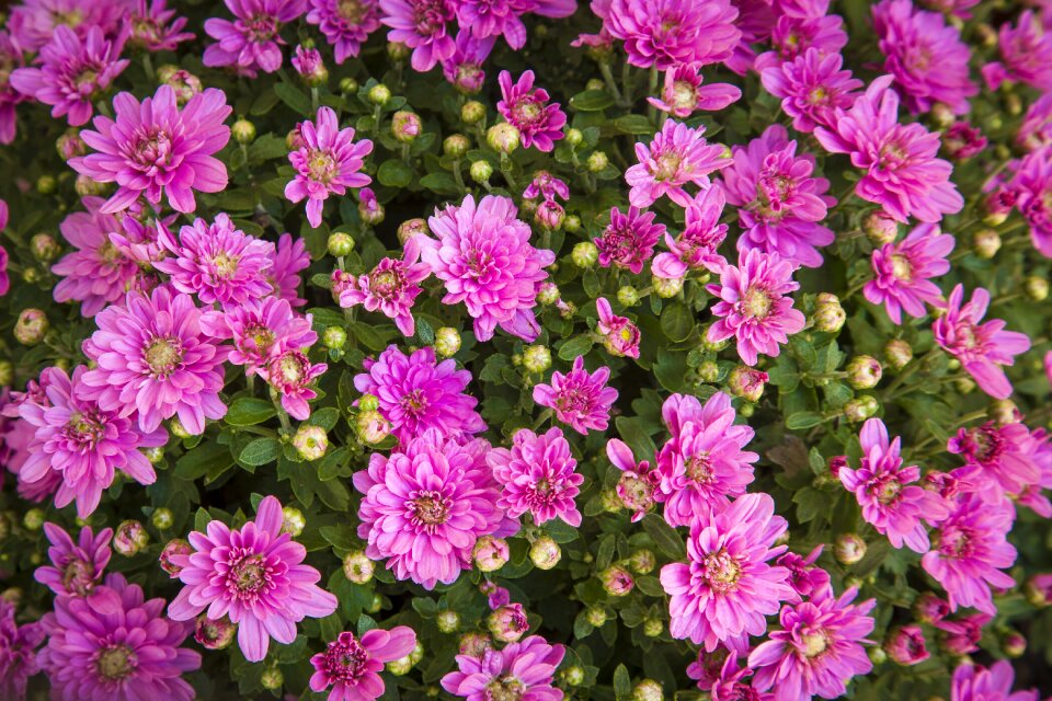 Green pink plants