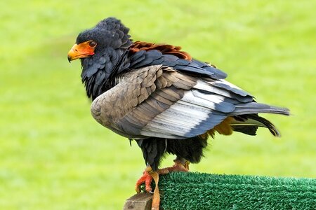 Bird zoo beak
