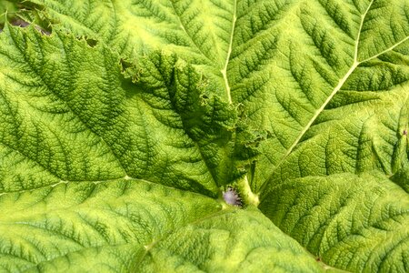 Herbaceous plant giant rhubarb gunnera manicata photo