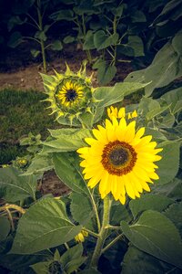 Close up yellow helianthus photo