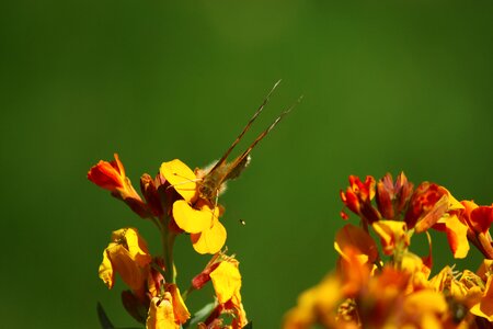 Joy spring yellow