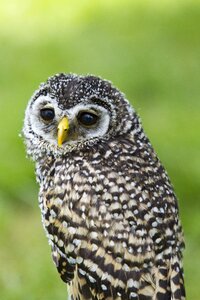 Bird zoo beak photo