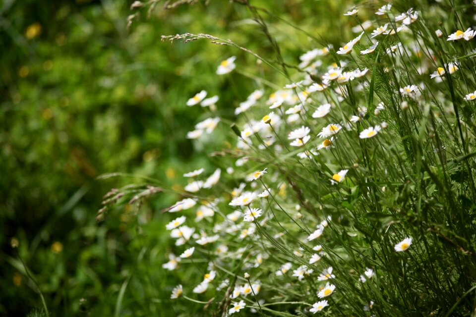 Field tiny flowers white