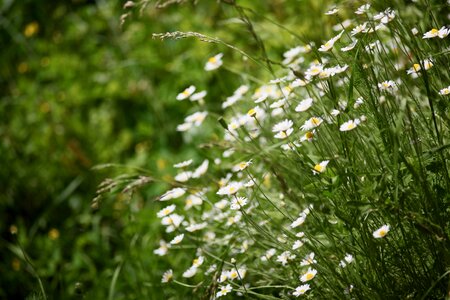 Field tiny flowers white